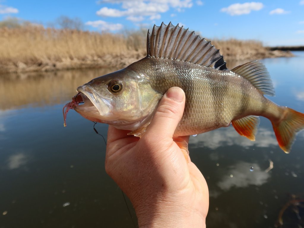 Хороший речной окунь