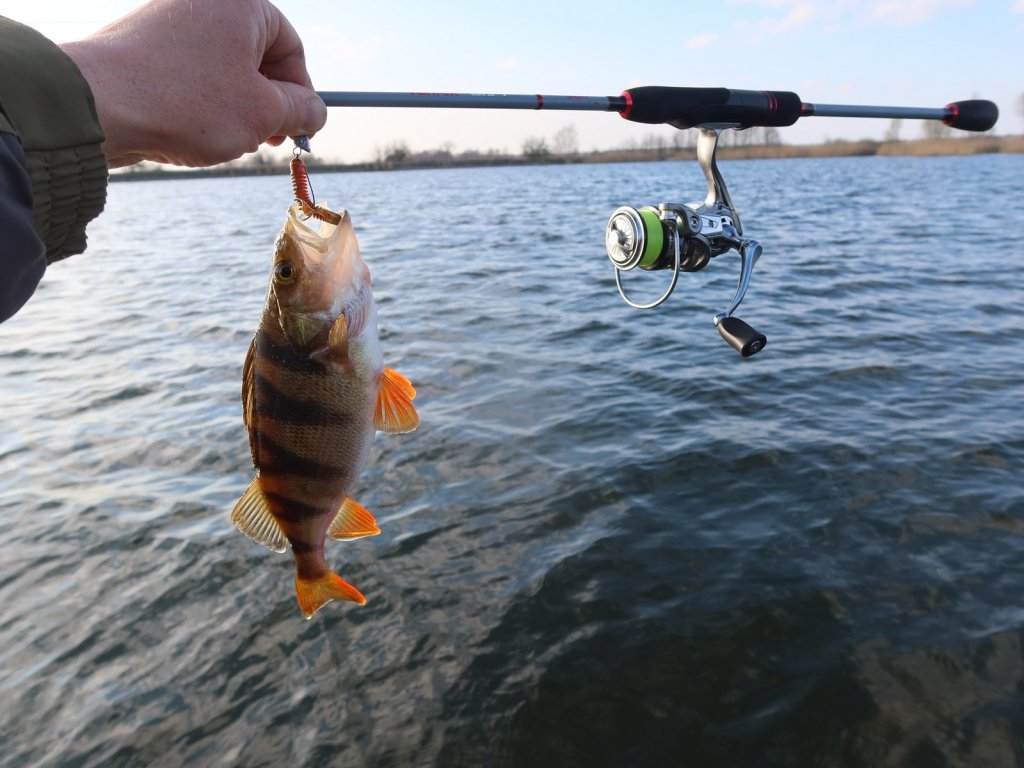 Окунь и спиннинговая снасть на фоне водоёма