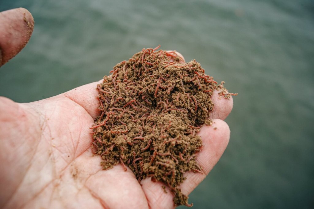 5 советов для весенней рыбалки: прикормка Правильная прикормка для ловли весной на фидер