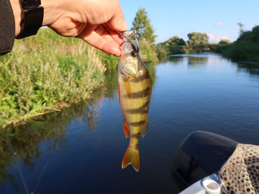 Окунь клюнул на тейл-спиннер