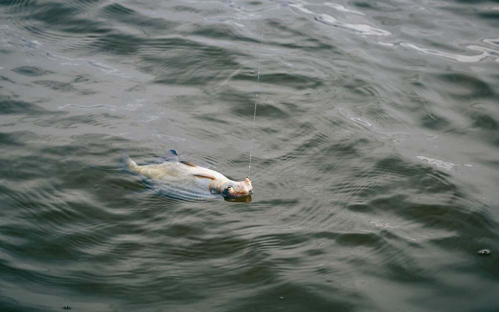 Ловля леща весной Вываживания леща