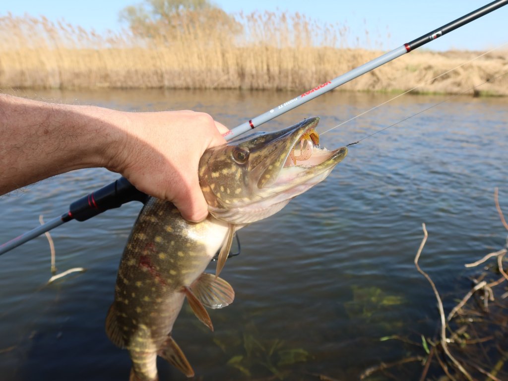 Щука поймана на реке