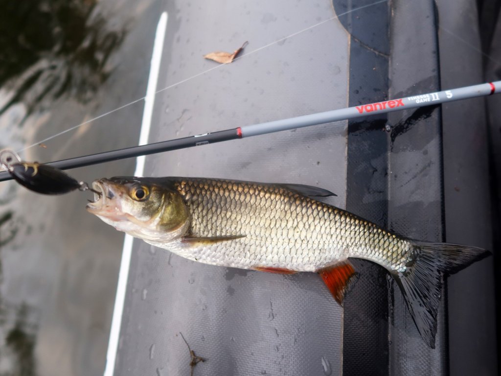 Голавль с воблером в лодке