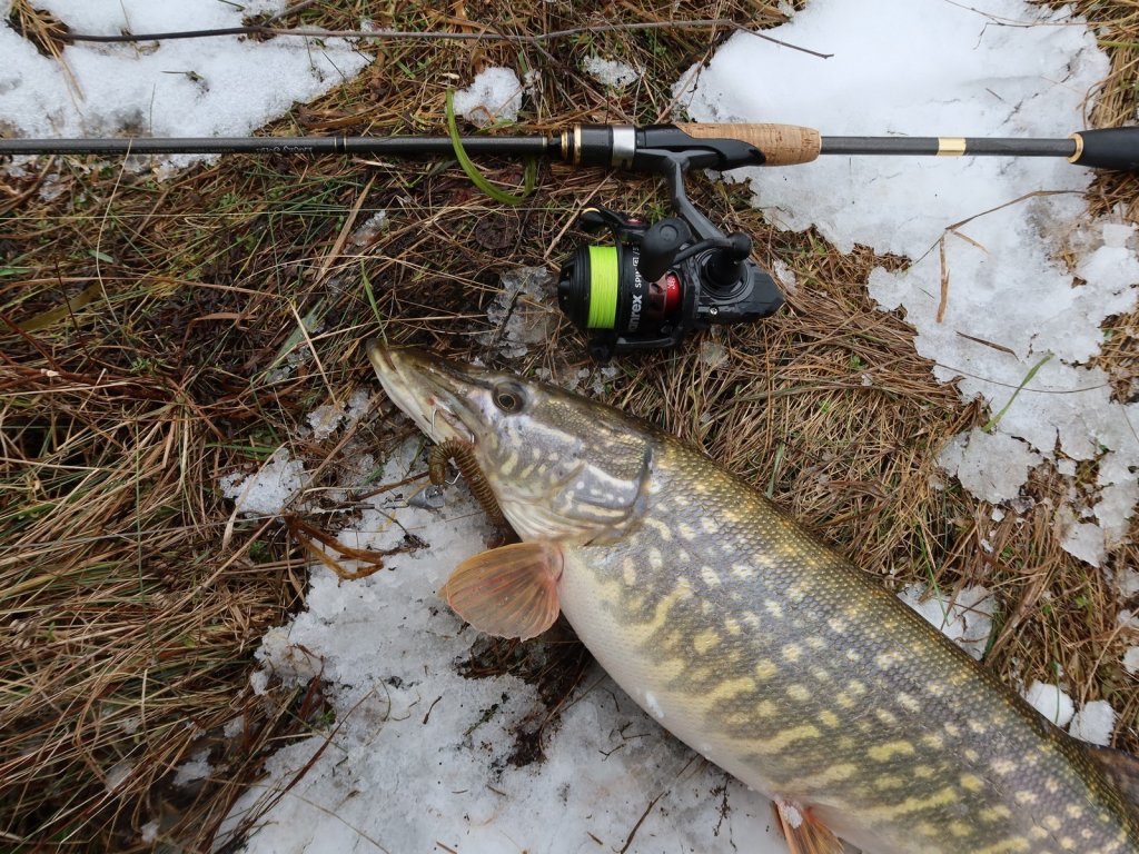 Щука с приманкой и снастью