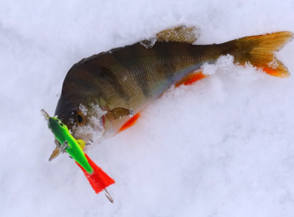 Окунь клюнул на балансир Lucky John Baltic