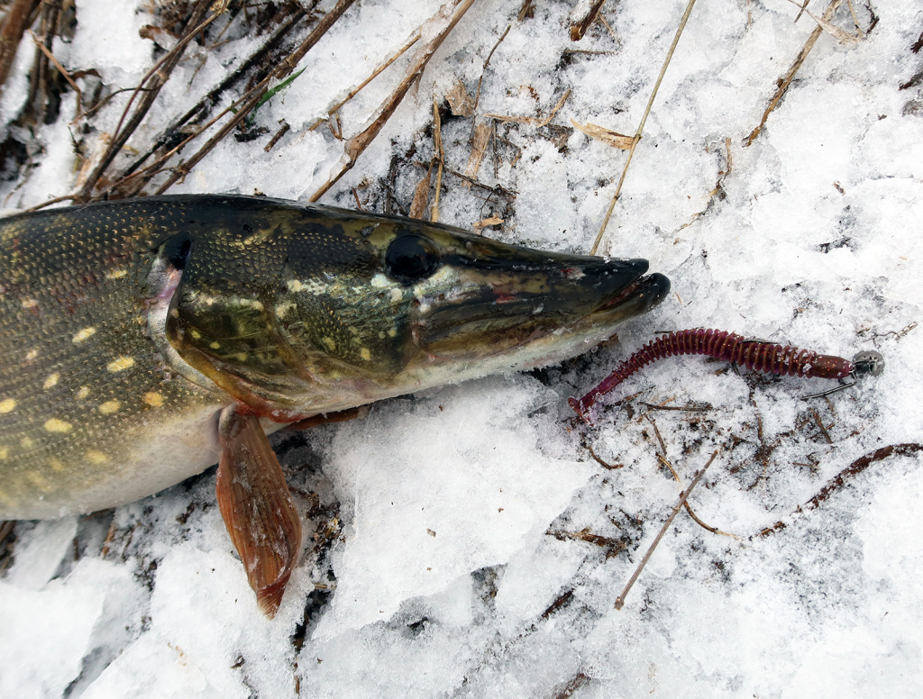 Щука на снегу рядом с приманкой Lucky John Spark Tail