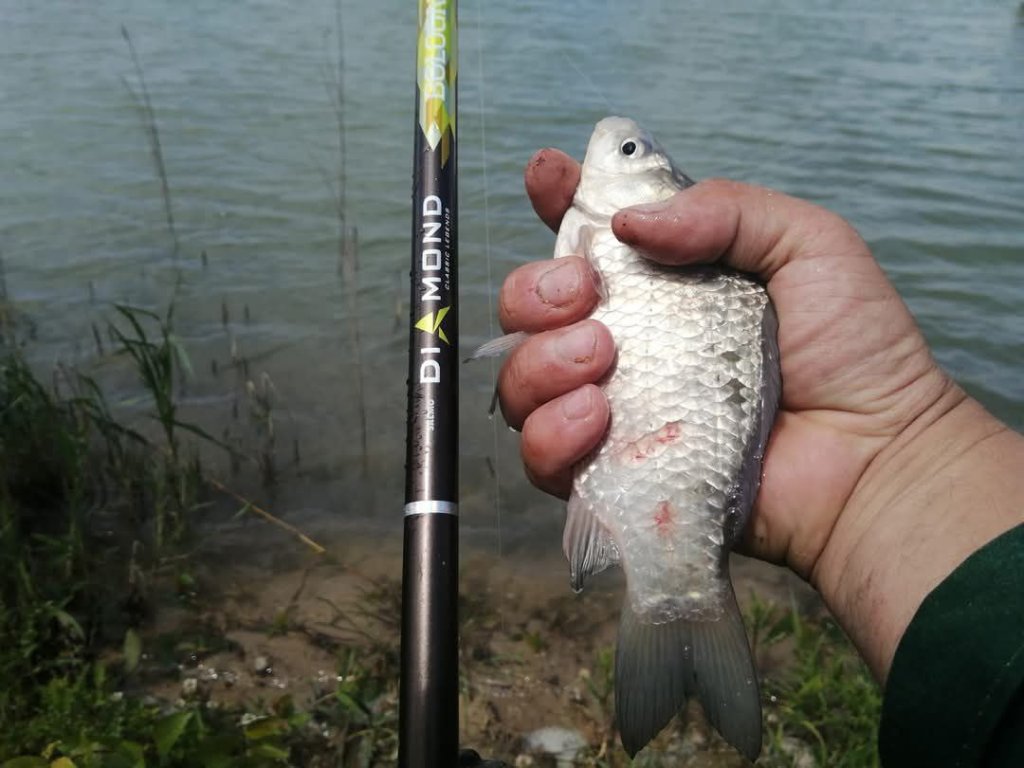Рыба в руке, пойманная на удочку Salmo Diamond Bolognese Light MF 4.0