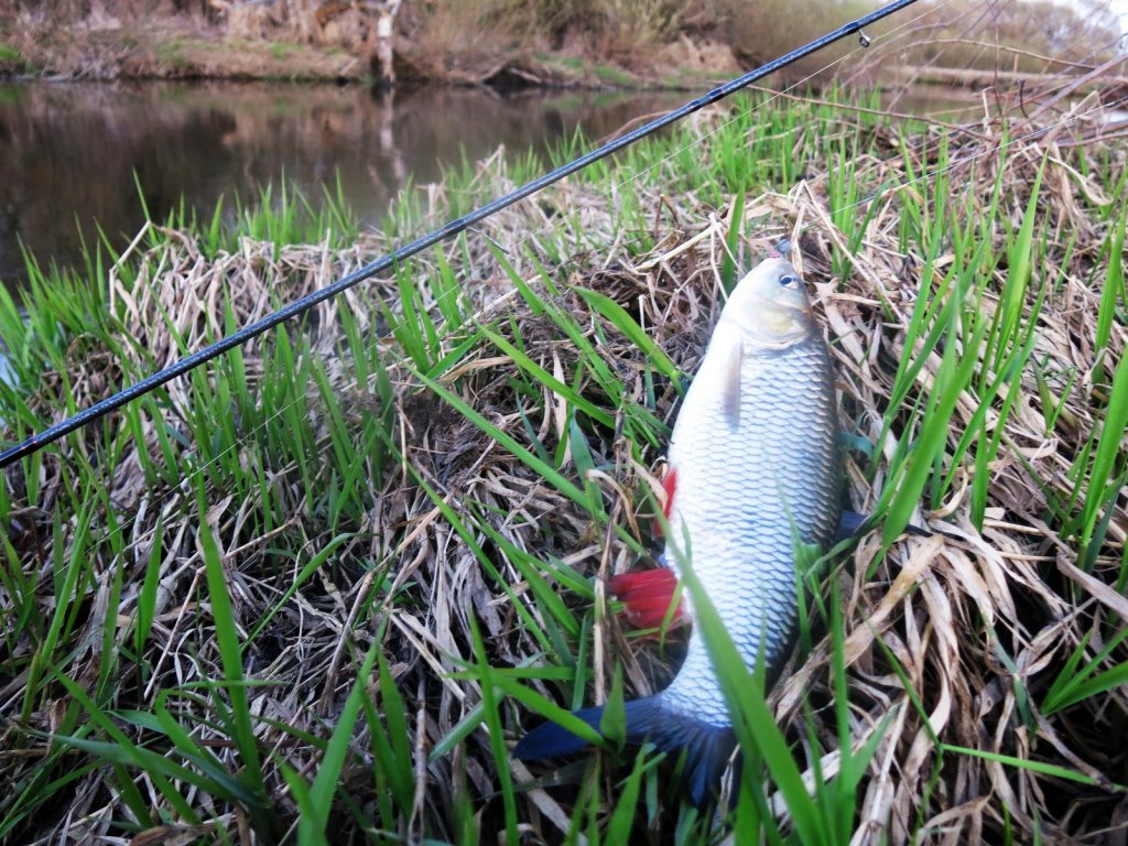 Голавль лежит на берегу