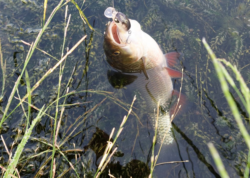 Голавль пойман на воблер в траве