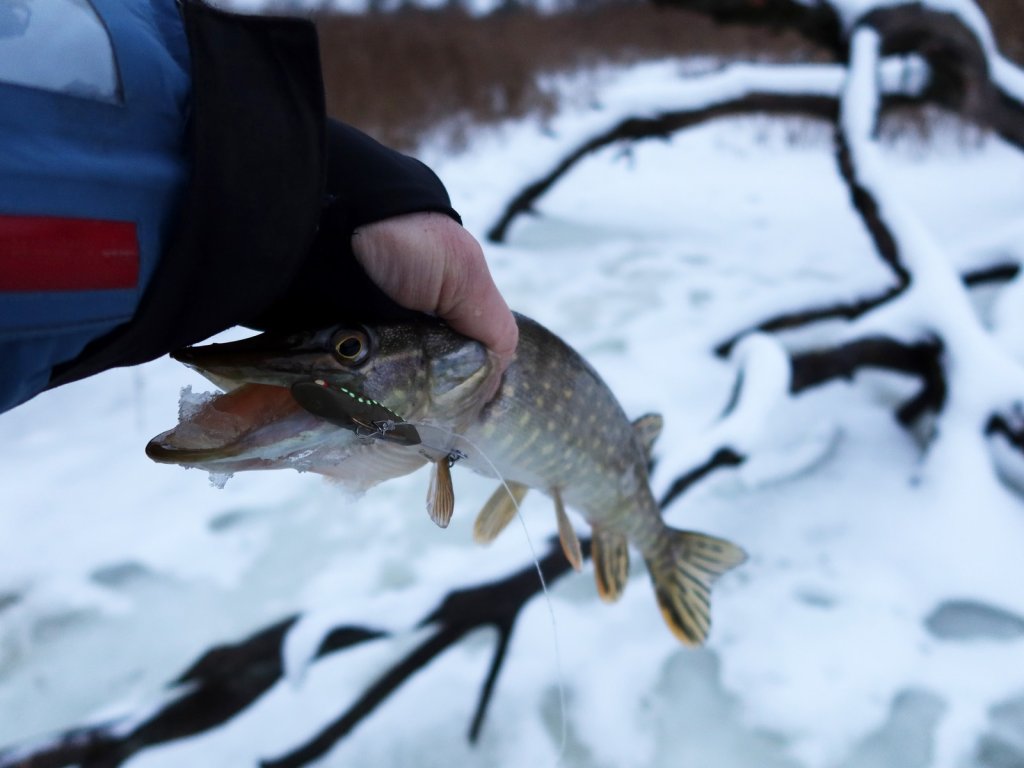 Балансирная щука на фоне коряжника