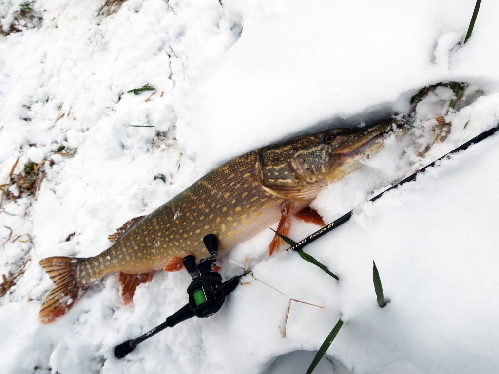 Щука на снегу со снастью