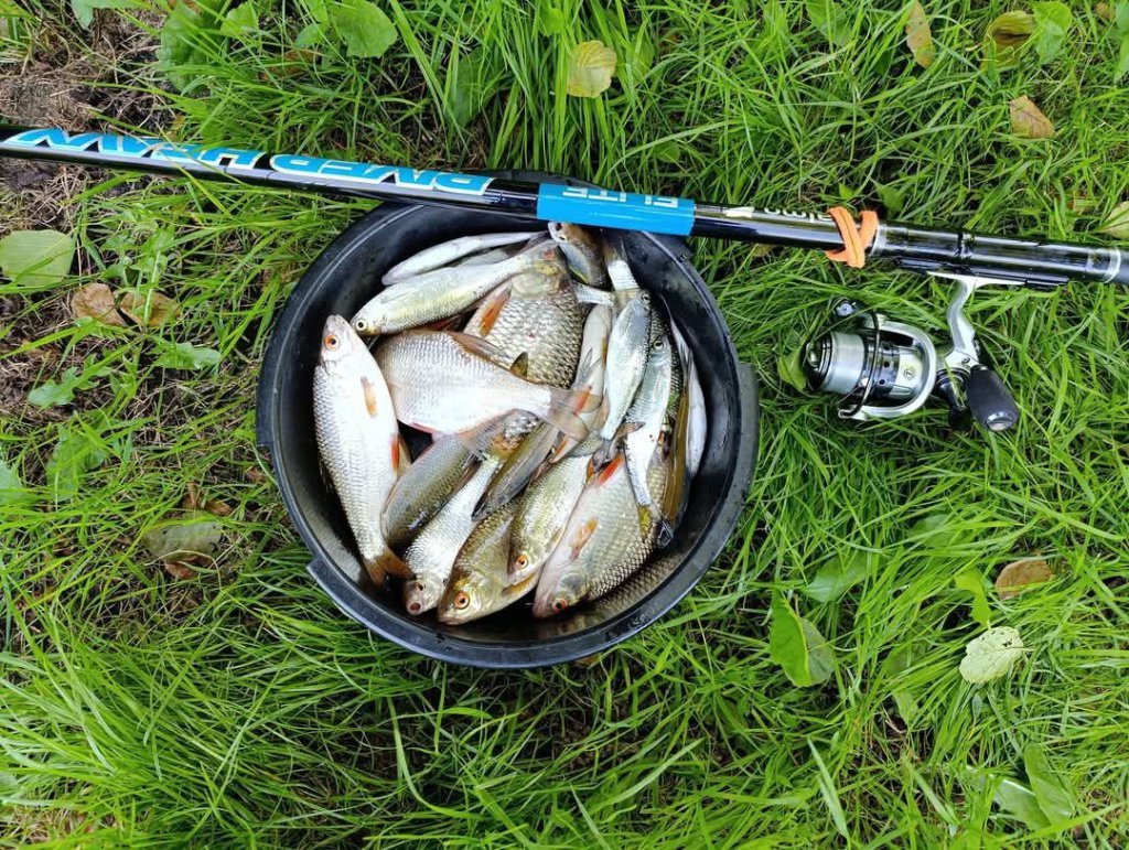 Улов на удочку Salmo Elite Bolognese River Heavy Ведро полное рыбы, сверху лежит удочка Salmo Elite Bolognese River Heavy