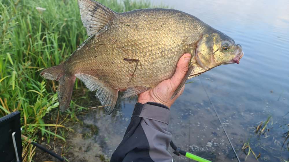 ловля леща в жару 0005.JPG