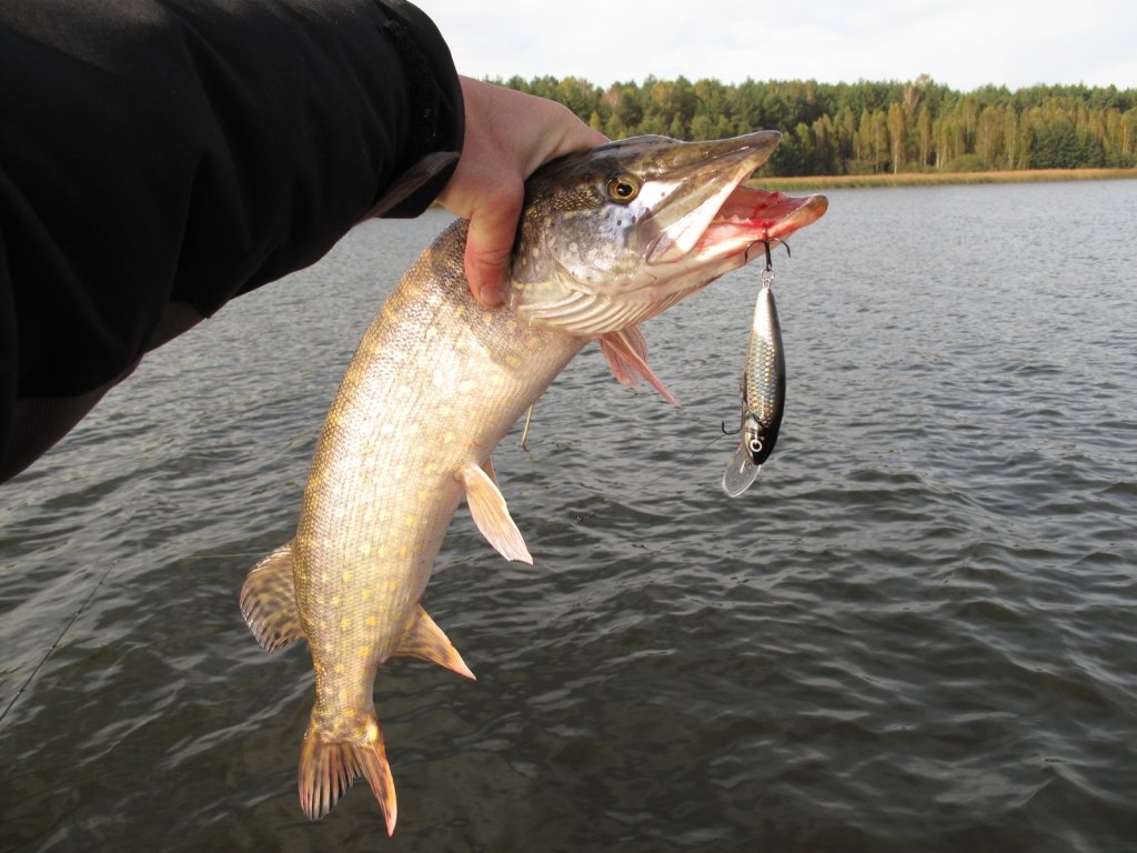 Щука с натуральным воблером в руке
