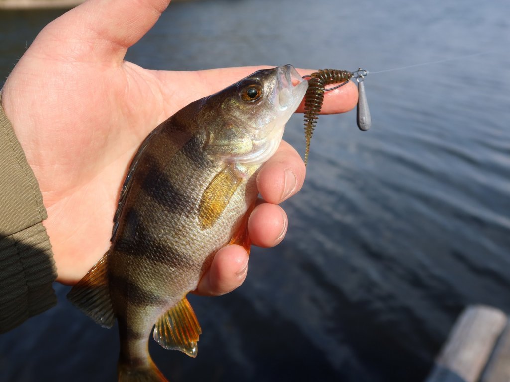 Окунь ловится на оснастку джиг-риг