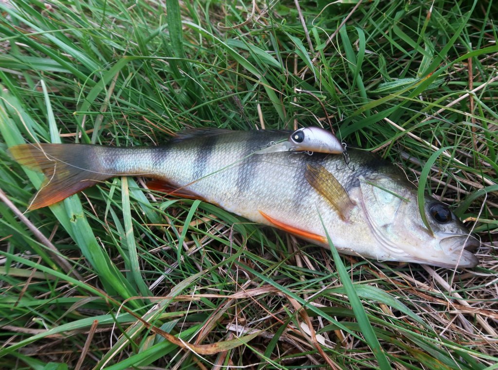 Воблер лежит на окуне