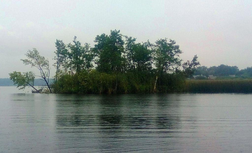 Деревья над водоемом Деревья и кустарники возле водоема