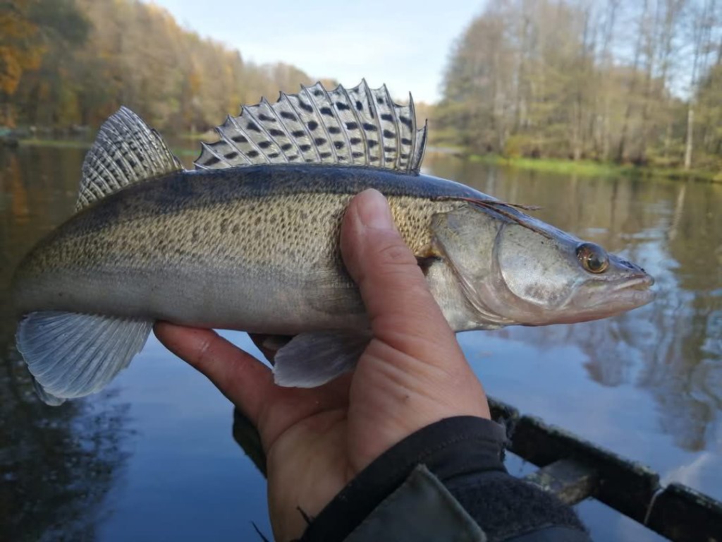 Судак в руке Небольшой судак в руке рыболова