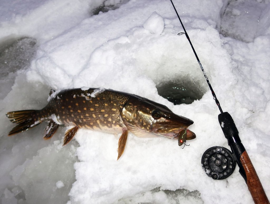 Щука со снастью у лунки
