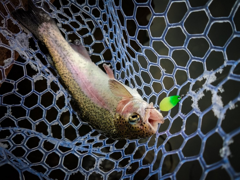 Форель в подсачеке, пойманная на блесну