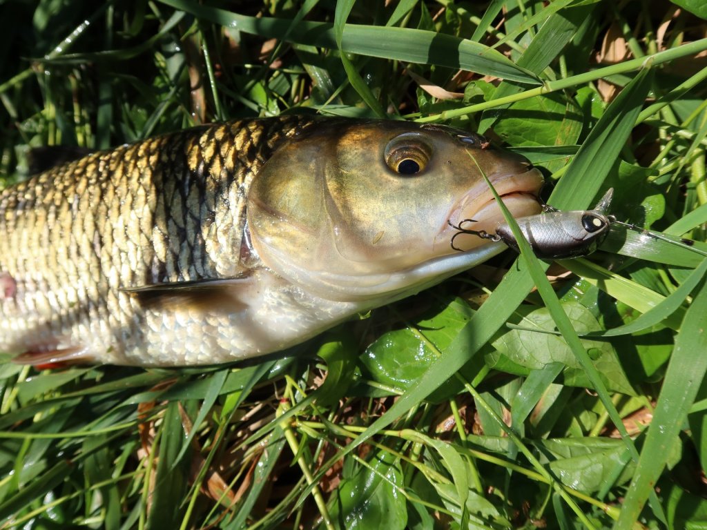 Голавль с воблером на траве