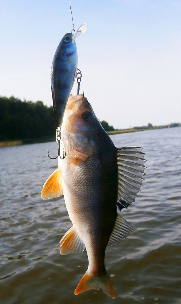 Окунь клюнул на воблер Salmo Executor 9