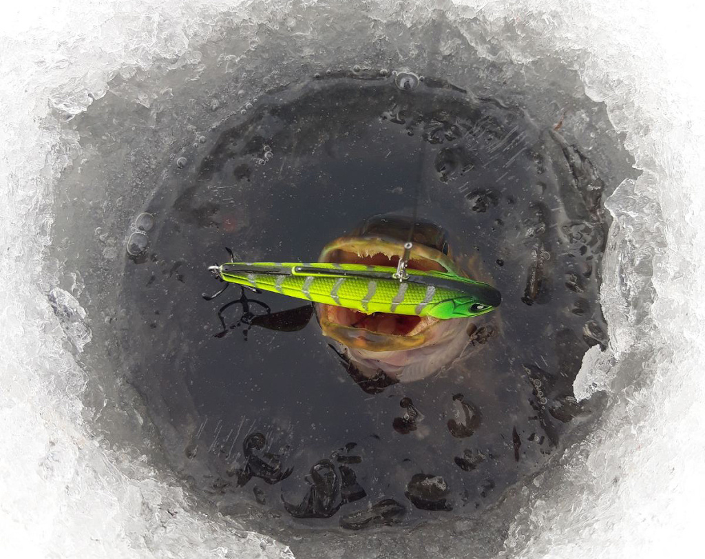 Щука с вибом в пасти в лунке