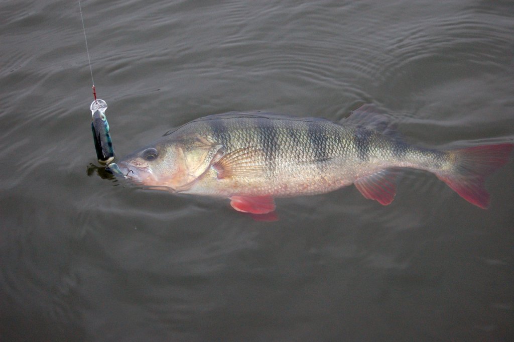 Окунь клюнул на воблер под окуня