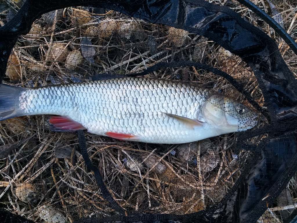 cold water stalking chub 00002.jpg cold water stalking chub 00002.jpg