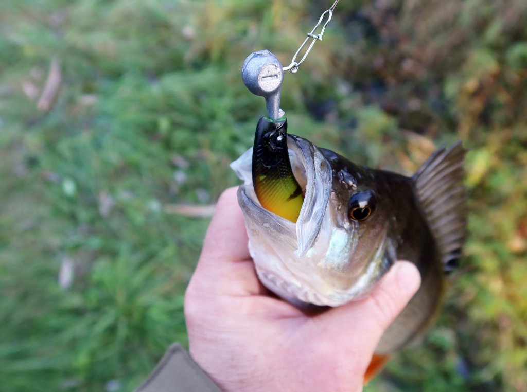 Окунь глубого заглотил резину