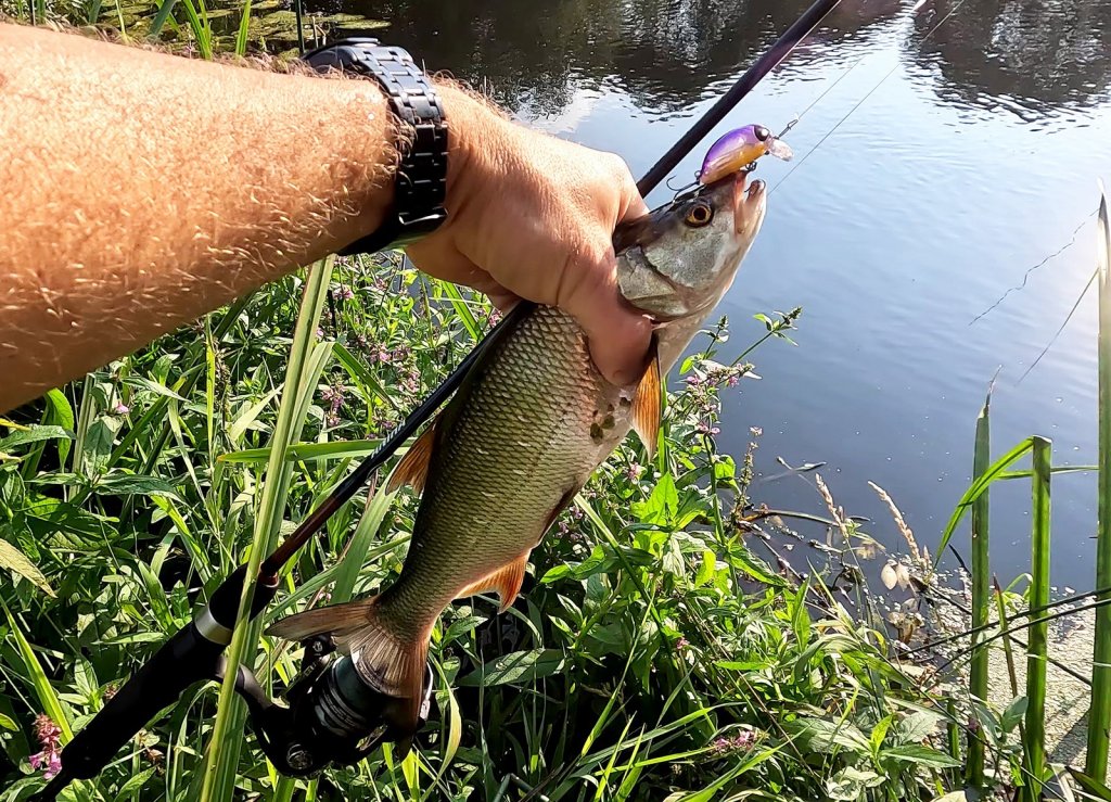 Небольшой жерех клюнул на воблер