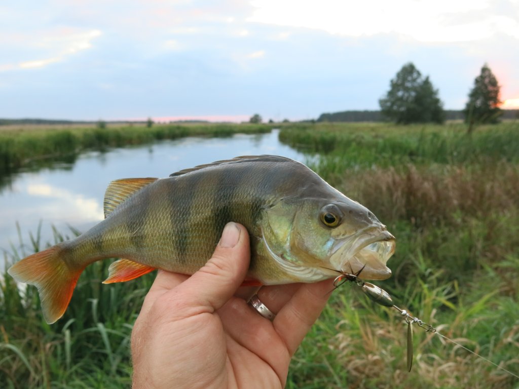Окунь клюнул на вертушку с тяжёлым сердечником
