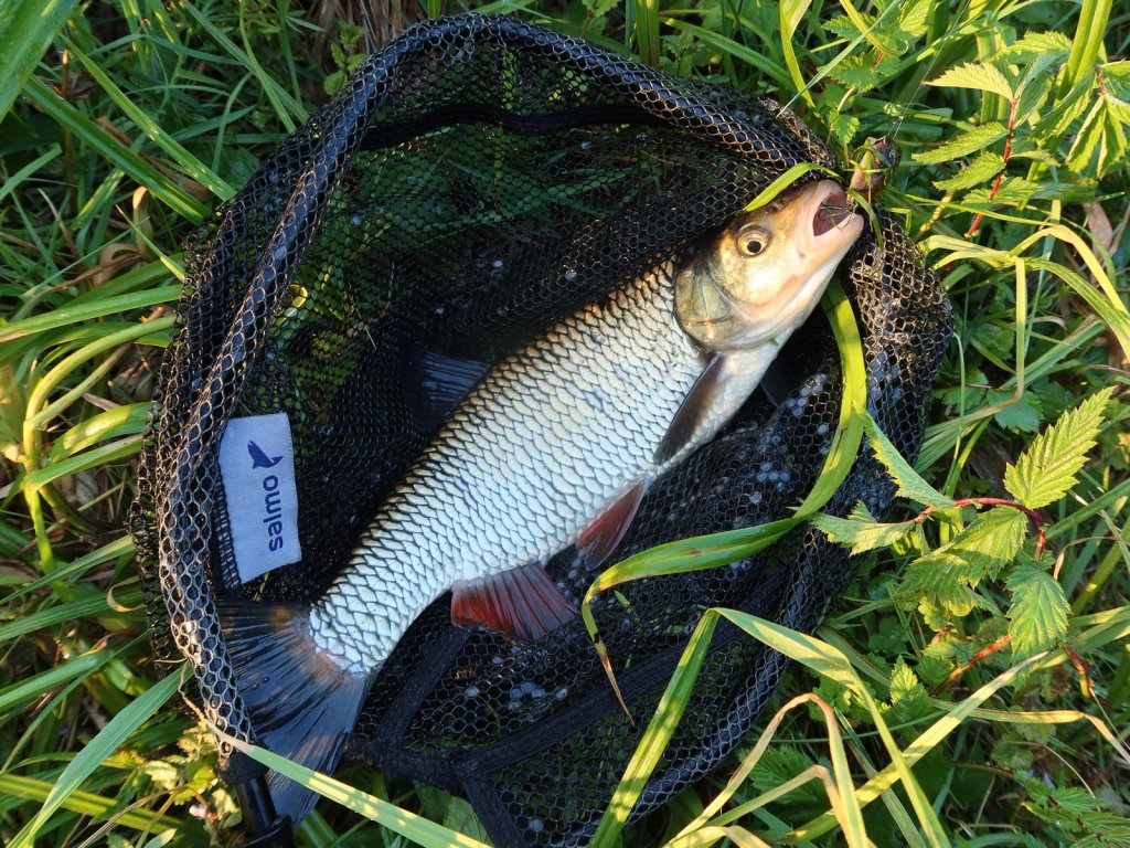 Голавль в подсачеке