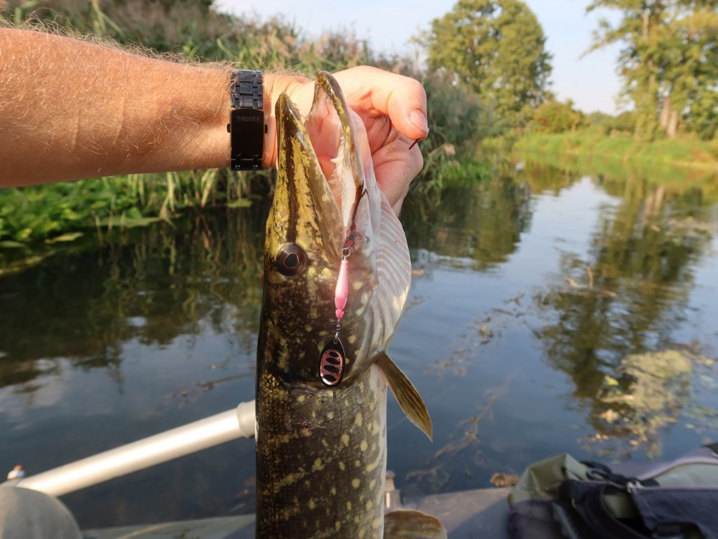 Щука поймана на вертушку на реке
