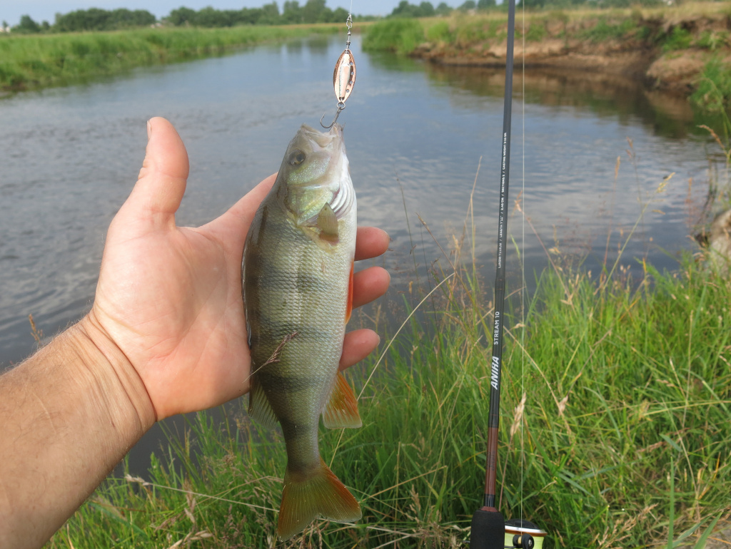 Окунь пойманный на блесну Lucky John Trian Blade на реке