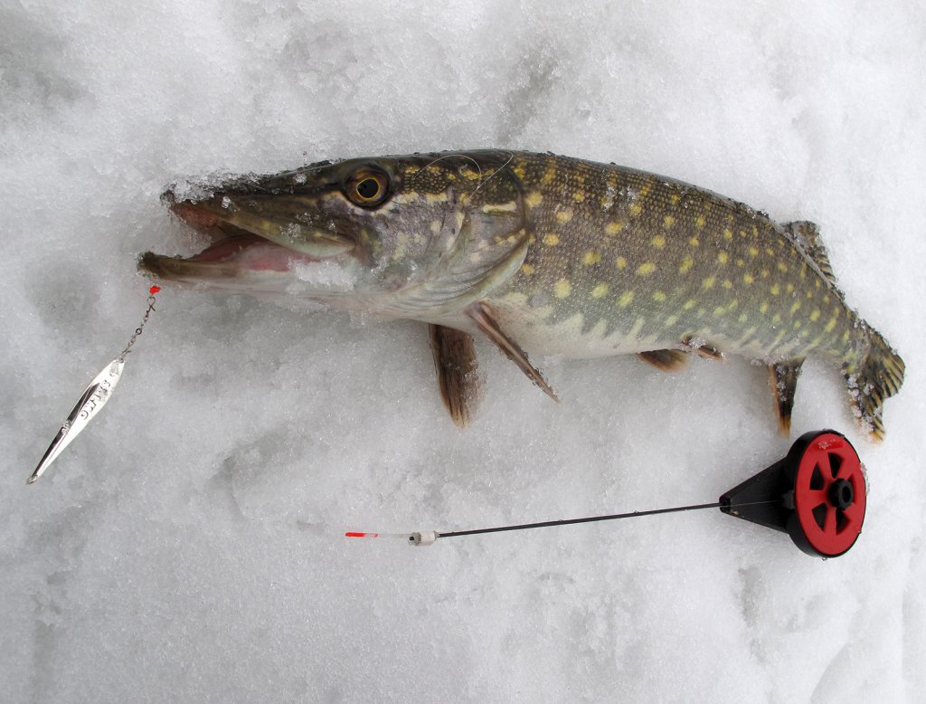 Щука клюнула на блесну Щука клюнула на блесну