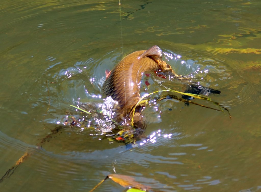 Голавль попался на крючок