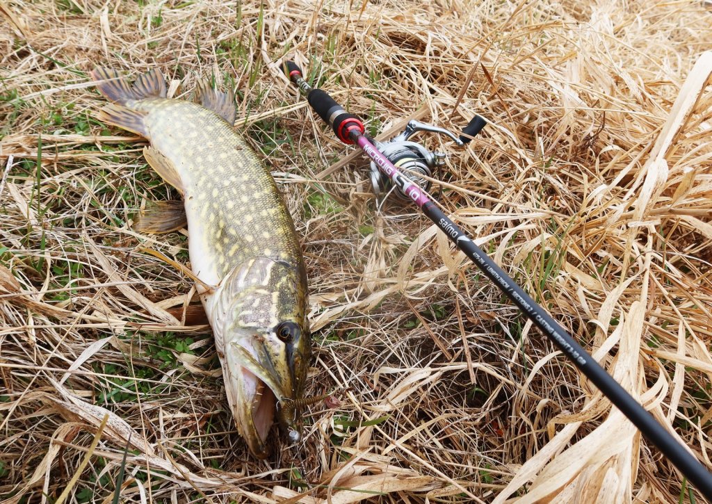 Щука на берегу со спиннингом