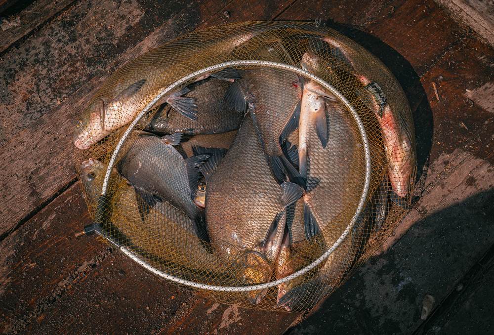 5 советов, как фидеристу поймать свою рыбу в мае