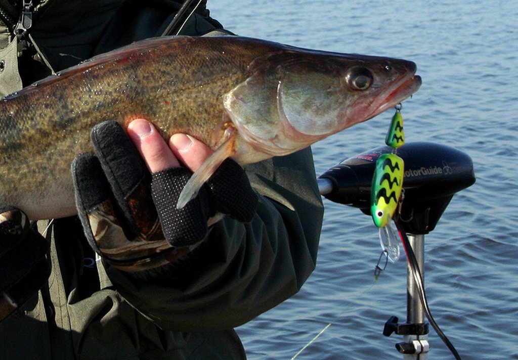 Судак с кислотным воблером