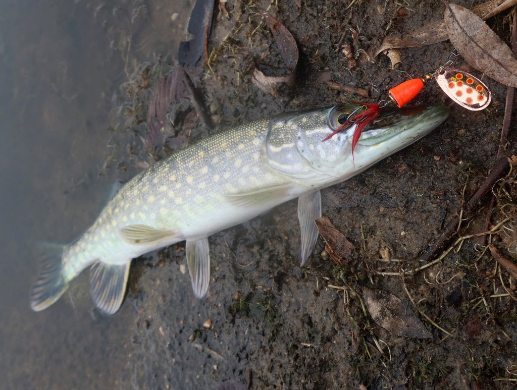Щука клюнула на вертушку с медным пятнистым лепестком