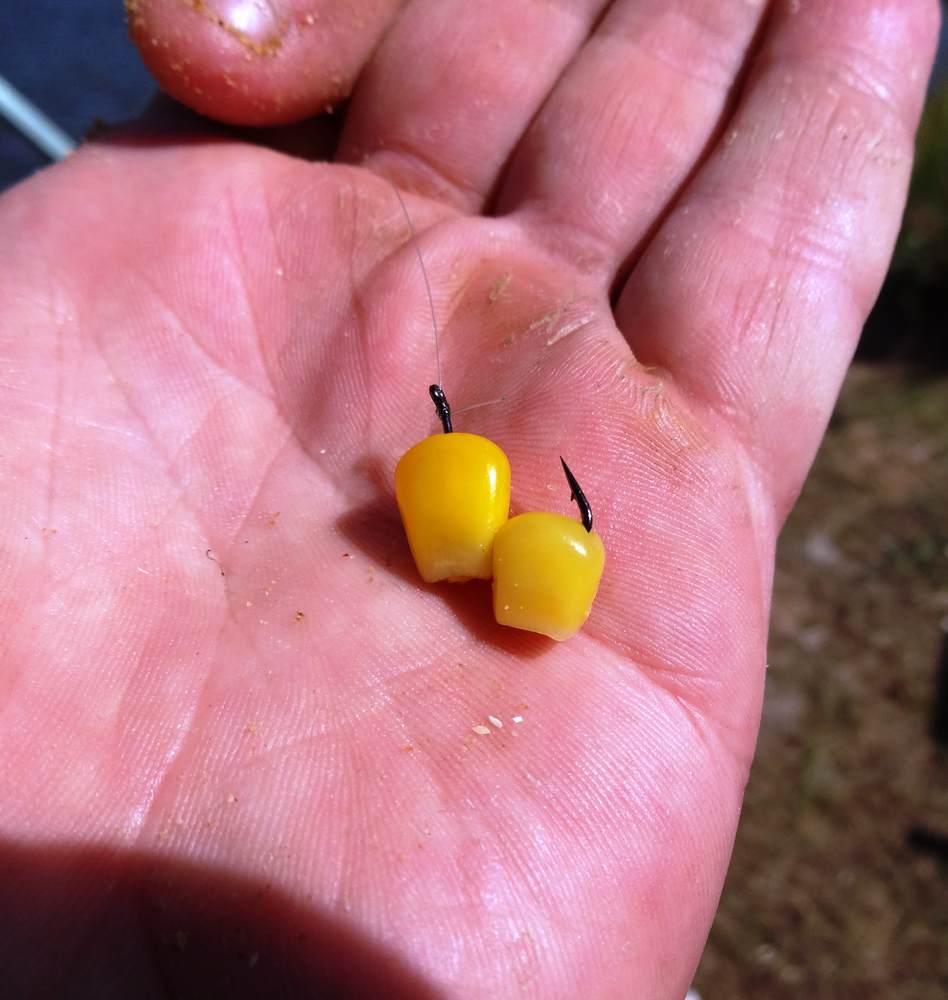 Два зерна консервірованной кукурузы на крючке