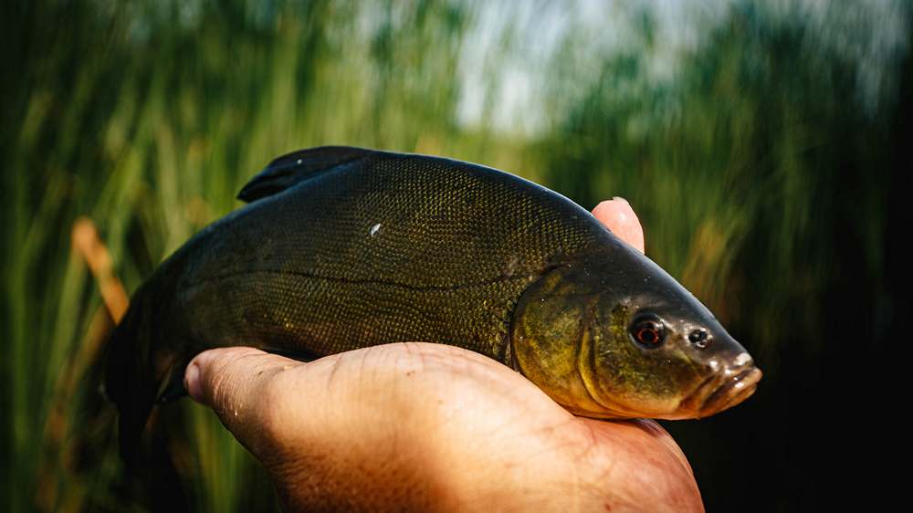 как ловить линя 0004.JPG