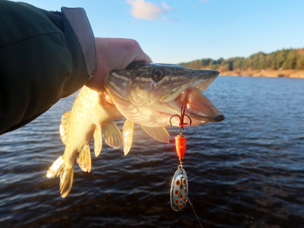 Щука хорошо ловится на крупные вертушки