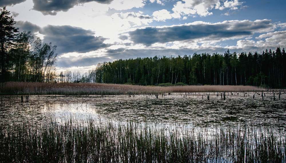 за летним карасем 0004.JPG