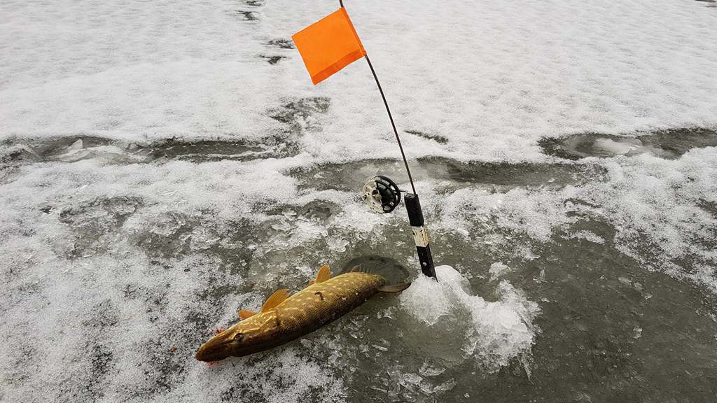 Щука в феврале на жерлицы - две основные тактики рыбалки 00002.JPG