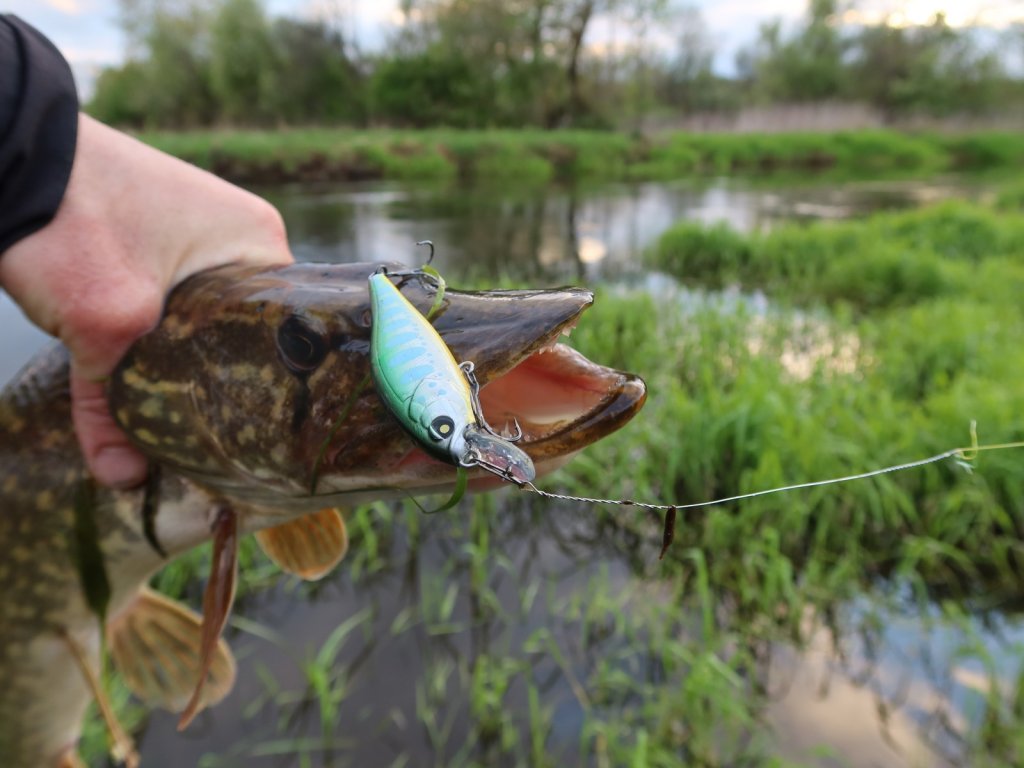 Щука и воблер Lucky John Anira