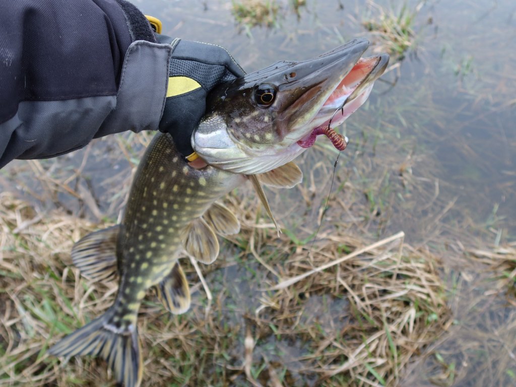 Щука с микроджигововй приманкой во рту