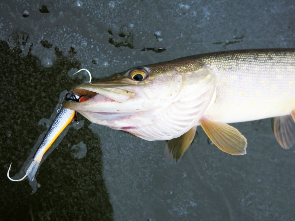 Балансир - щучья приманка Балансир - щучья приманка