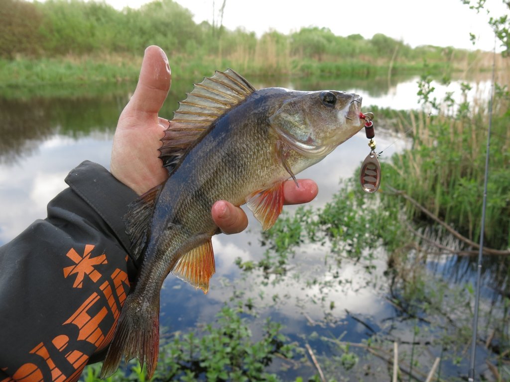 Речной окунь клюнул на вертушку
